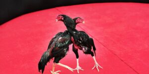 Discover Live Cockfighting